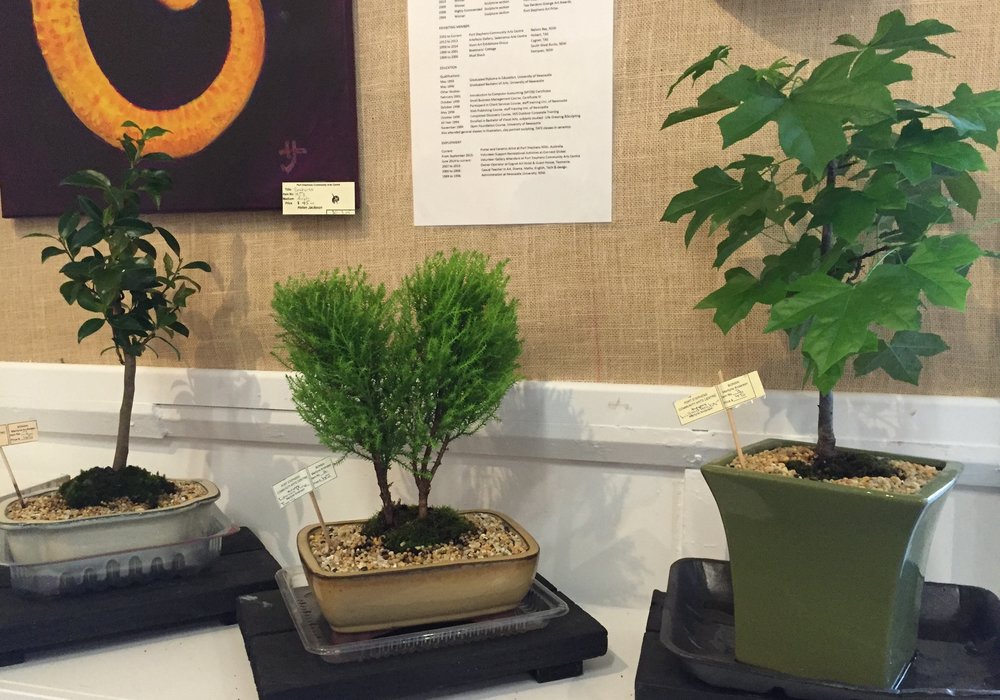 Bonsai Arts Centre Nelson Bay